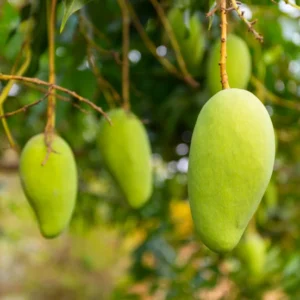 Valsadi Hapus B Grade